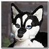 Eurofurence 2014 fursuit photoshoot. Preview picture of Gy