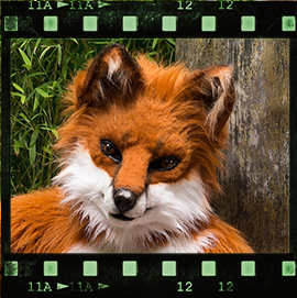 Eurofurence 2015 fursuit photoshoot. Preview picture of Fauho