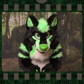 Eurofurence 2023 fursuit photoshoot. Preview picture of Acera Wolf